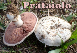 prataiolo